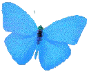 Blue butterfly