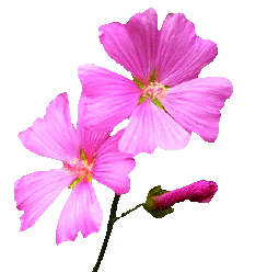 Mallow flower