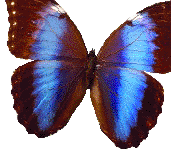 Morpho achilles butterfly