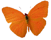 Orange butterfly