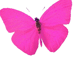 Pink butterfly