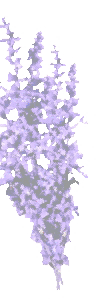 Purple flowers screen