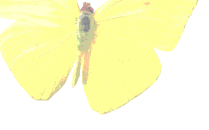 Yellow butterfly screen